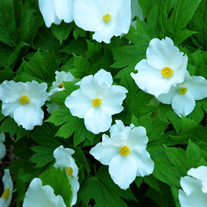 GLAUCIDIUM PALMATUM LEUCANTHUM seed image