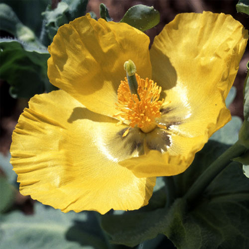 GLAUCIUM FLAVUM seed image