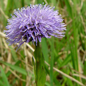 GLOBULARIA BISNAGARICA seed image