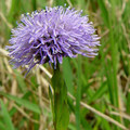 GLOBULARIA BISNAGARICA seed image