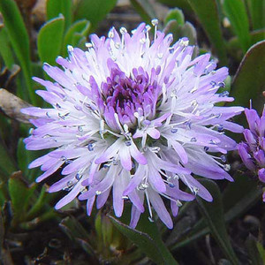 GLOBULARIA CORDIFOLIA seed image