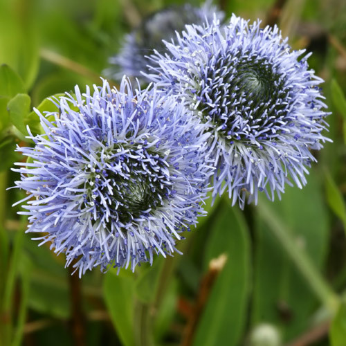 GLOBULARIA PUNCTATA seed image