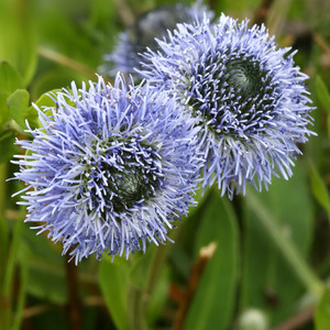 GLOBULARIA PUNCTATA seed image