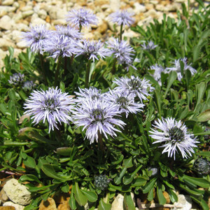 GLOBULARIA REPENS seed image