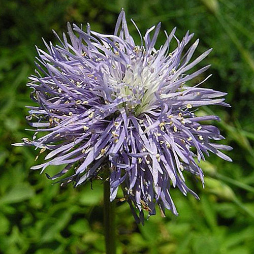 GLOBULARIA TRICOSANTHA seed image