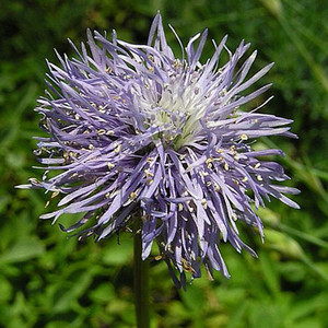 GLOBULARIA TRICOSANTHA seed image