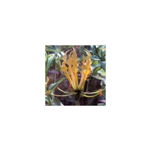 GLORIOSA LUTEA seed image