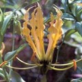 GLORIOSA LUTEA seed image