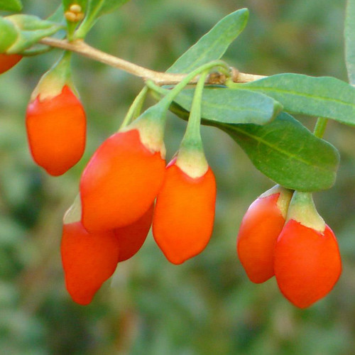 Lycium Chinense herb seeds for home garden 200 GOJI SEEDS Goji Berry Wolfberry 