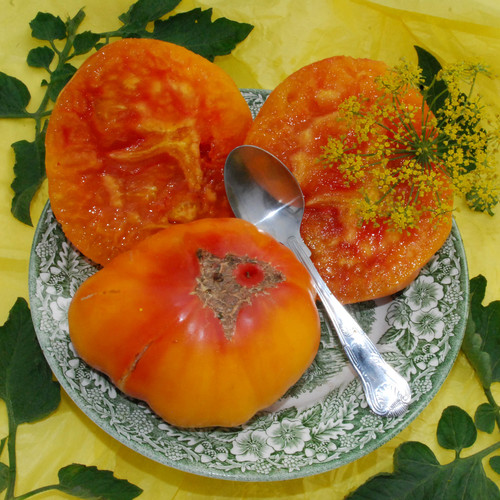 TOMATO GOLD MEDAL seed image