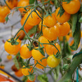 TOMATO GOLD NUGGET seed image