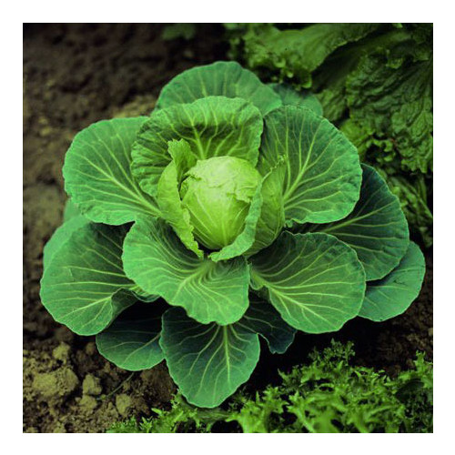 CABBAGE GOLDEN ACRE seed image