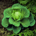CABBAGE GOLDEN ACRE seed image