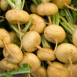 TURNIP GOLDEN BALL seed image