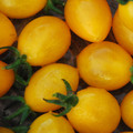 TOMATO GOLDEN GRAPE seed image