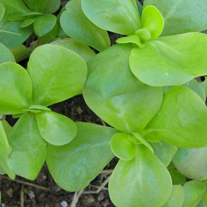 HERB GOLDEN PURSLANE seed image