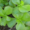 HERB GOLDEN PURSLANE seed image