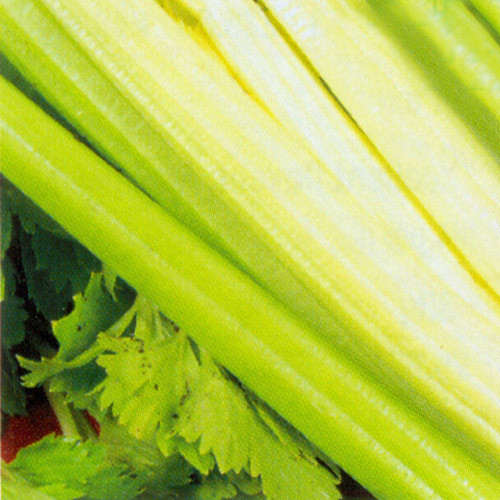 CELERY GOLDEN SELF-BLANCHING seed image