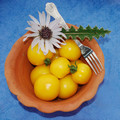 TOMATO GOLDEN SUNRISE seed image