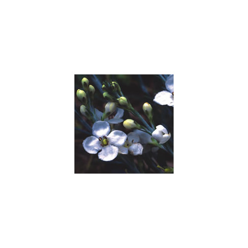 GOMPHOSTIGMA VIRGATUM 'WHITE CANDY' seed image