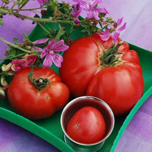TOMATO GOOSE CREEK seed image
