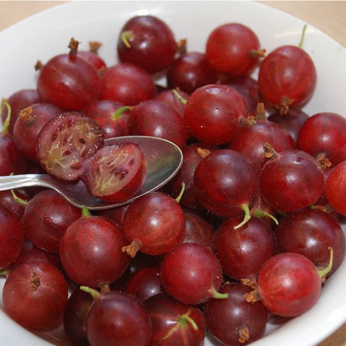 Ribes spp.