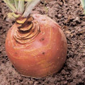 SWEDE GOWRIE seed image