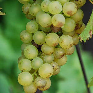 GRAPE MADELEINE ANGEVINE seed image