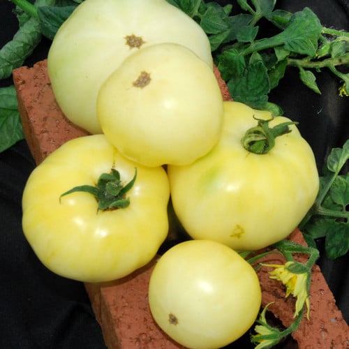TOMATO GREAT WHITE seed image