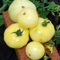 TOMATO GREAT WHITE seed image