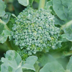 BROCCOLI GREEN SPROUTING CALABRESE seed image