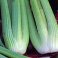 CELERY GREEN UTAH seed image