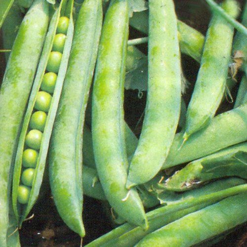 PEA GREENSHAFT (HURST) seed image