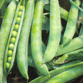 PEA GREENSHAFT (HURST) seed image
