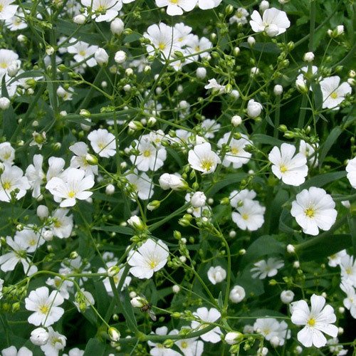 Gypsophila Elegans Seeds Baby S Breath Plant World Seeds