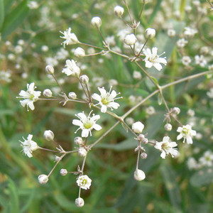 GYPSOPHILA PANICULATA seed image