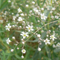 GYPSOPHILA PANICULATA seed image