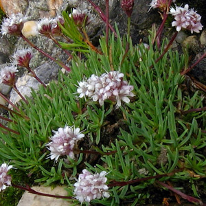 Gypsophila paniculata artificial CECILIA, violeta, 95cm, Ø1cm