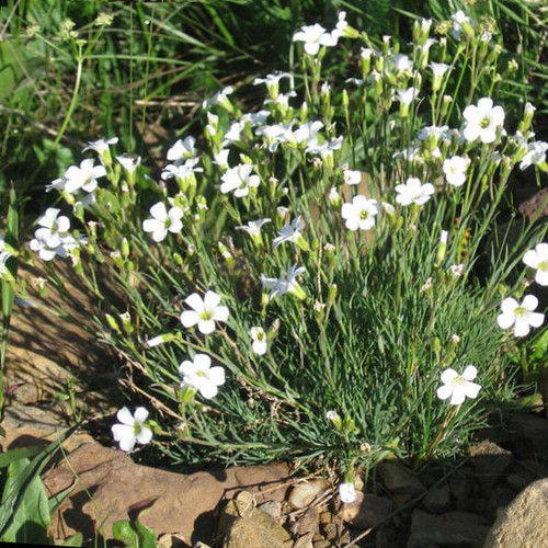 GYPSOPHILA TENUIFOLIA seed image