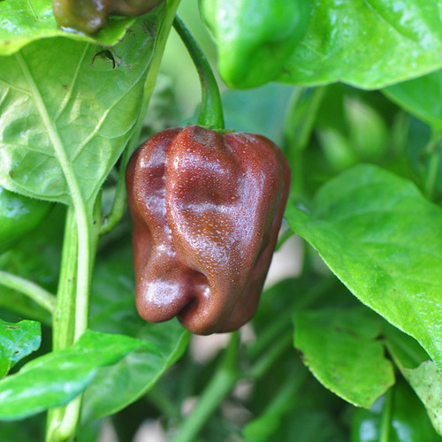 PEPPER HABANERO CHOCOLATE BROWN seed image