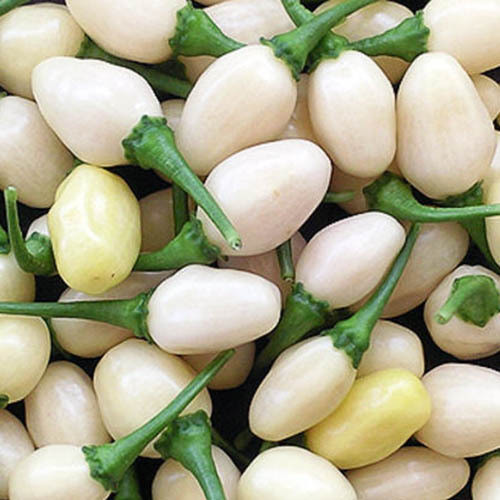PEPPER HABANERO MINIATURE WHITE seed image