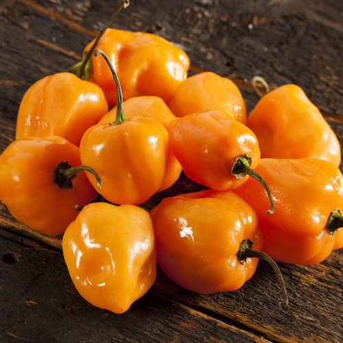 PEPPER HABANERO ORANGE seed image