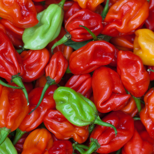 PEPPER HABANERO RED seed image