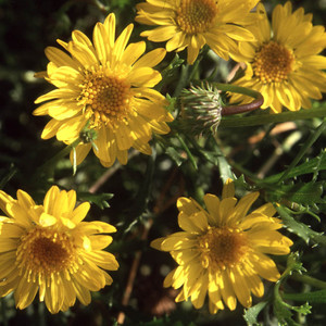HAPLOPAPPUS REHDERI seed image