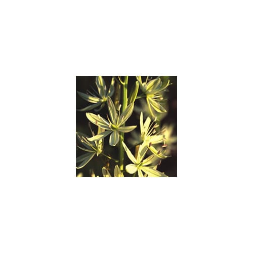 HARDY BULBS TALL MIXED seed image