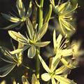 HARDY BULBS TALL MIXED seed image