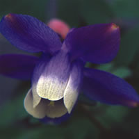 HARDY COTTAGE SMALLER MIX seed image