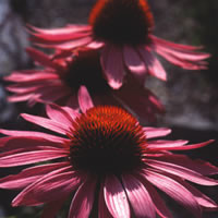 HARDY COTTAGE TALLER MIX seed image