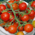 TOMATO HAWAIIAN CURRANT seed image