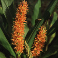HEDYCHIUM DENSIFLORUM 'ASSAM ORANGE' seed image